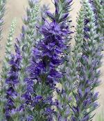 Veronica spicata ssp. incana - rozrazil klasnatý Veronica spicata ssp. incana - rozrazil klasnatý