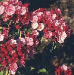 Kalmia latifolia 'Ostbo Red' - mamota širokolistá Kalmia latifolia 'Ostbo Red' - mamota širokolistá