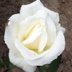 Rosa 'Mount Shasta' - růže Rosa 'Mount Shasta' - růže
