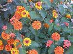 Lantana camara - libora měňavá Lantana camara - libora měňavá