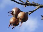 Mespilus germanica - mišpule obecná Mespilus germanica - mišpule obecná