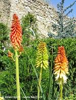 Kniphofia uvaria 'Flamenco' - mnohokvět hroznatý Kniphofia uvaria 'Flamenco' - mnohokvět hroznatý