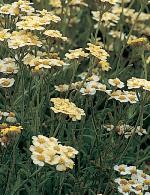 Achillea x lewisii 'King Edward' - řebříček Lewisův (READERS DIGEST VÝBĚR) Achillea x lewisii 'King Edward' - řebříček Lewisův (READERS DIGEST VÝBĚR)
