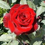Rosa 'Barcarolle' - růže Rosa 'Barcarolle' - růže