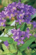 Campanula lactiflora 'Prichard’s Variety' - zvonek bělokvětý (READERS DIGEST VÝBĚR) Campanula lactiflora 'Prichard’s Variety' - zvonek bělokvětý (READERS DIGEST VÝBĚR)