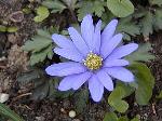 Anemone blanda - sasanka Anemone blanda - sasanka