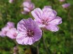 Erodium 'Country Park' - pumpava Erodium 'Country Park' - pumpava