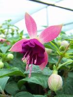 Fuchsia x hybrida 'Paula Jane' - fuchsie, čílko Fuchsia x hybrida 'Paula Jane' - fuchsie, čílko