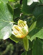 Liriodendron tulipifera Liriodendron tulipifera