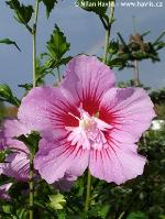 Hibiscus syriacus 'Maike' - ibišek syrský Hibiscus syriacus 'Maike' - ibišek syrský