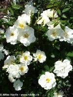 Rosa 'Sea Foam' - růže Rosa 'Sea Foam' - růže