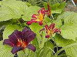 Hemerocallis Caviar a Sammy Russel - denivky Hemerocallis Caviar a Sammy Russel - denivky