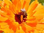 Calendula officinalis - měsíček lékařský Calendula officinalis - měsíček lékařský