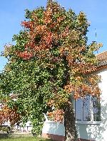 Pyrus communis - hrušeň obecná Pyrus communis - hrušeň obecná