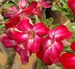 Adenium - pouštní růže Adenium - pouštní růže