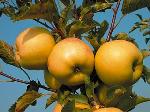 Malus domestica 'Luna'® - jabloň (FYTOS) Malus domestica 'Luna'® - jabloň (FYTOS)