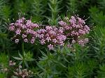 Crucianella stylosa - křižmolistka Crucianella stylosa - křižmolistka