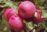 Malus domestica 'Ametyst' ® - jabloň Malus domestica 'Ametyst' ® - jabloň