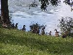 Voda - sladkovodní voda, řeka Voda - sladkovodní voda, řeka
