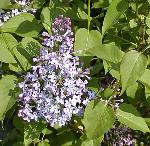 Syringa vulgaris - šeřík obecný Syringa vulgaris - šeřík obecný