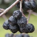 Aronia melanocarpa - plody Aronia melanocarpa - plody