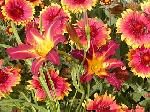 Denivka Hemerocallis Sammy Russel Denivka Hemerocallis Sammy Russel