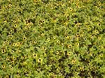 Sanvitalia procumbens - sanvitálka Sanvitalia procumbens - sanvitálka