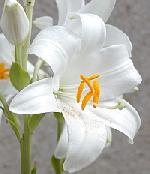 Lilium candidum Lilium candidum