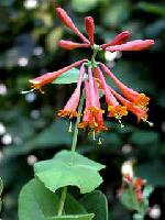 Lonicera brownii 'Dropmore Scarlett' Lonicera brownii 'Dropmore Scarlett'