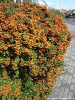 Pyracantha 'Navaho' - firethorn Pyracantha 'Navaho' - firethorn