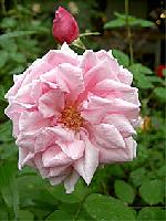 Rose La France Rose La France