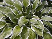 How to Plant Hostas?