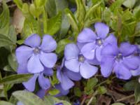 Vinca minor