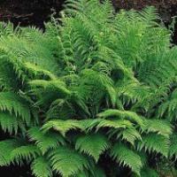 Lady Fern