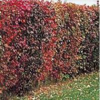 Acer ginnala - Amur Maple, Siberian Maple
