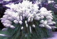 White Pampas Grass