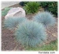 Festuca flauca - Blue Fescue Grass
