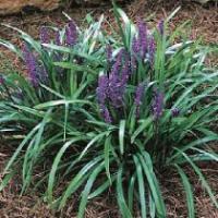 Liriope muscari 'Royal Purple' - liriope, border grass, lily-turf