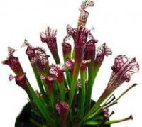Sarracenia 'Dana's Delight'