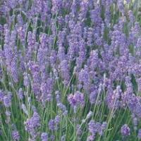Lavandula angustifolia 'Lady' - English Lavender