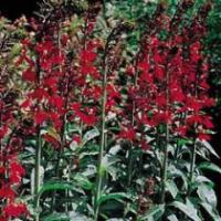 Lobelia cardinalis - Cardinal Flower