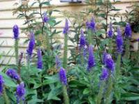 Veronica spicta - Spike Speedwell