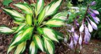 Hosta 'Cherry Berry' - Hosta