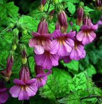 Rehmannia elata - Chinese Foxglove