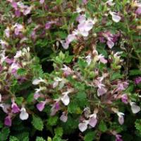 Teucrium chamaedrys - Wall Germander