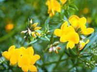 Lotus corniculatus 'Golden Bird' - Bird's Foot Trefoil