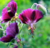 Geranium phaeum 'Samobor' - Dusky Cranesbill