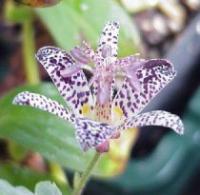 Tricyrtis hirta - Hairy Toad Lily