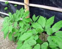 Panax ginseng - Asian ginseng