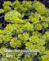 Euphorbia polychroma 'Lacey' - Cushion Spurge